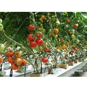 Dây phục vụ trồng cà chua