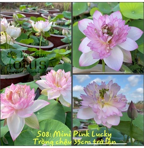 Mini Pink Lucky Lotus