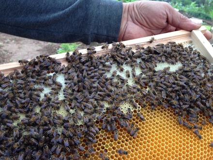 Giống ong mật
