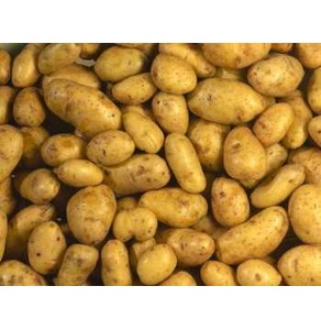 Seed potatoes 