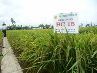 Giống lúa BC15 