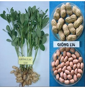 GIỐNG LẠC L14