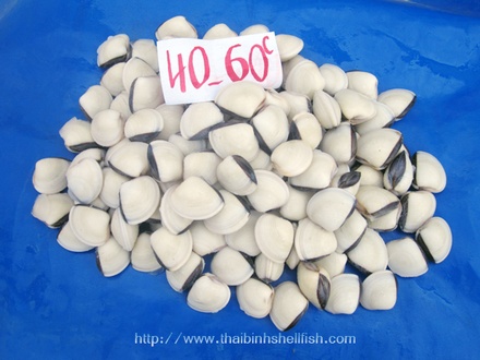 Nghêu hàng 40-60c/kg