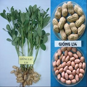 GIỐNG LẠC L14